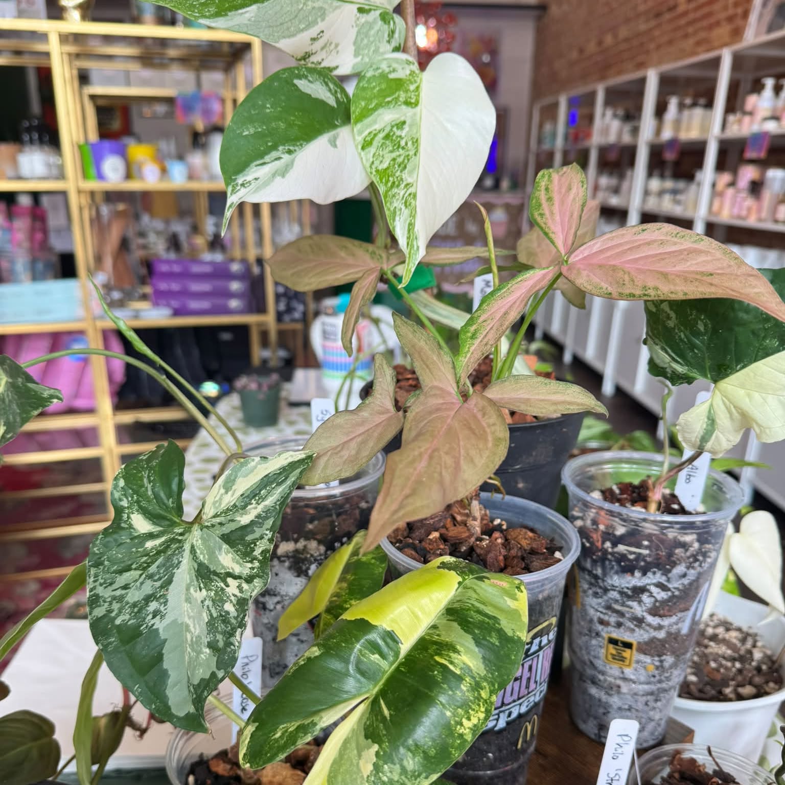 A rare houseplant from Carla's collection