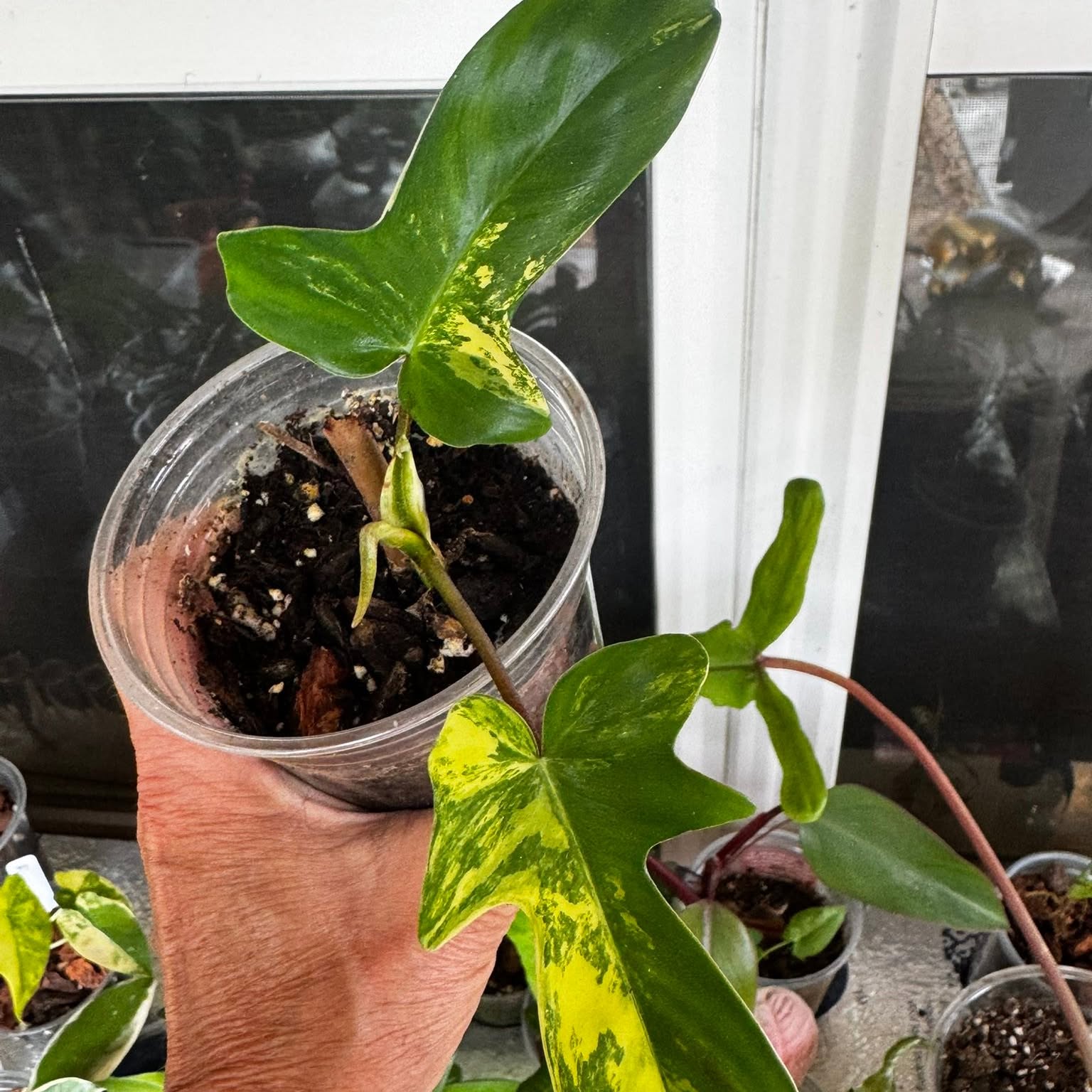 A rare houseplant from Carla's collection