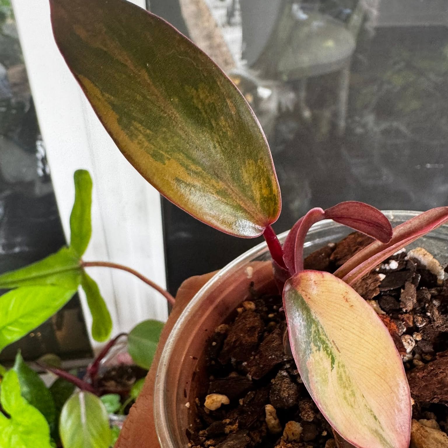 A rare houseplant from Carla's collection