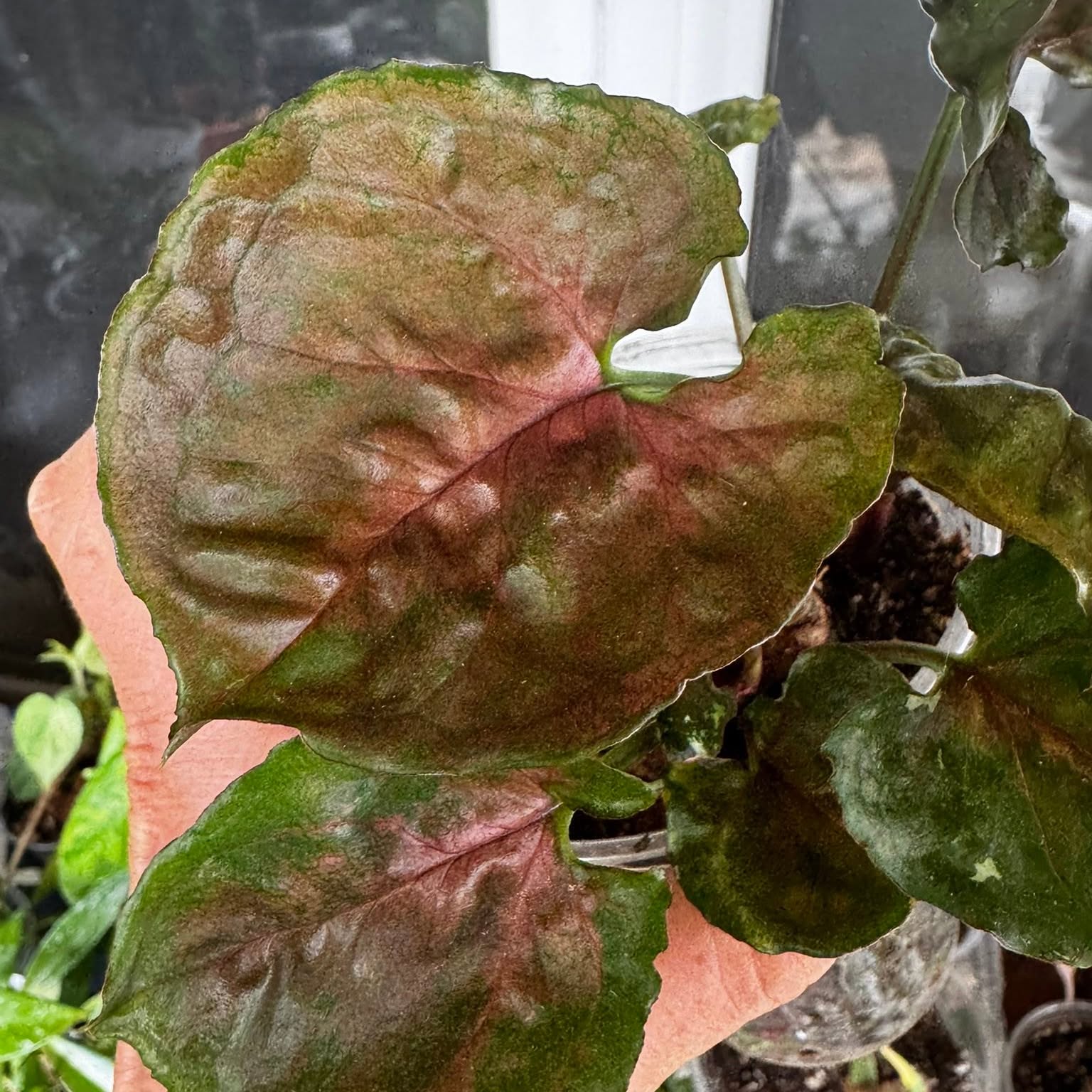A rare houseplant from Carla's collection