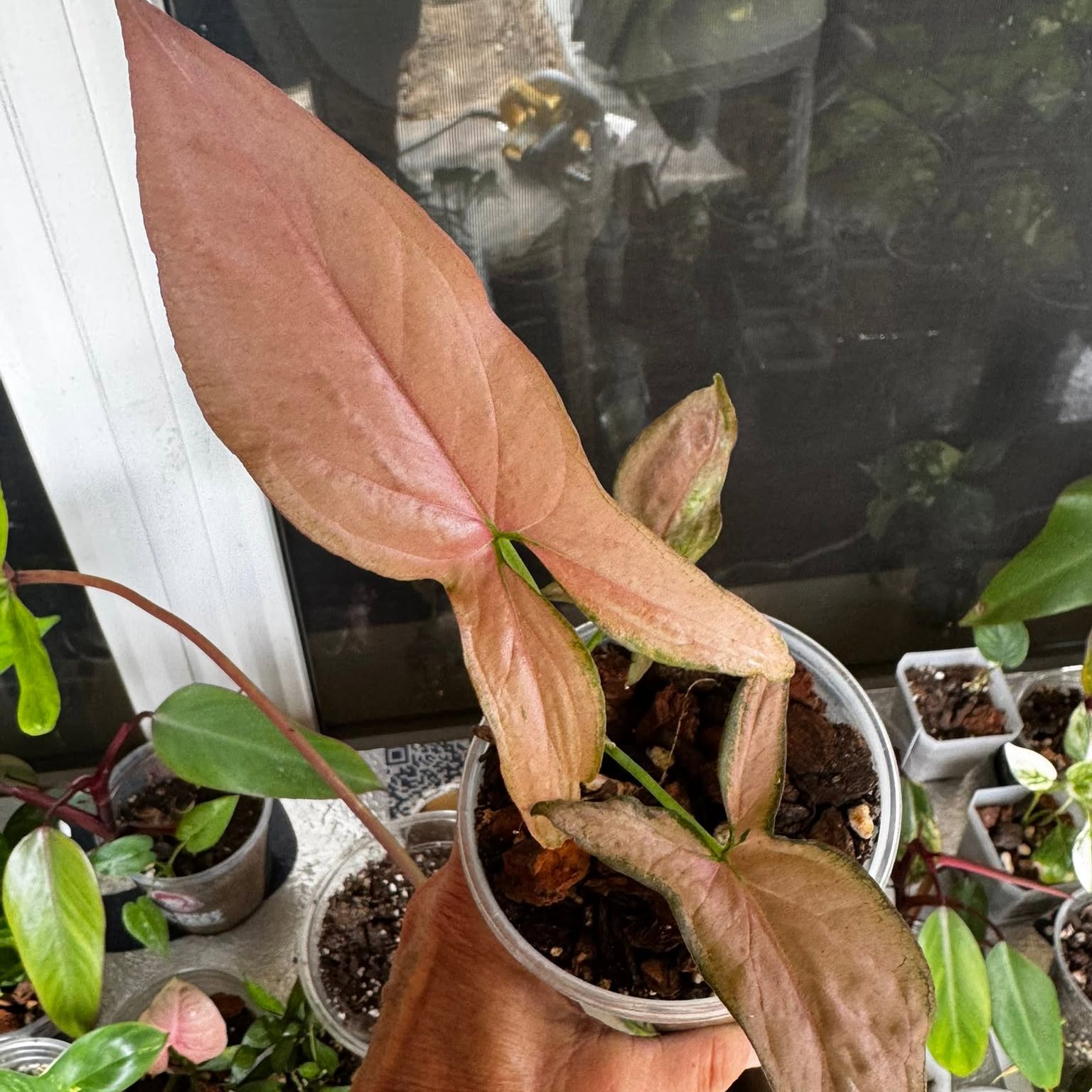 A rare houseplant from Carla's collection