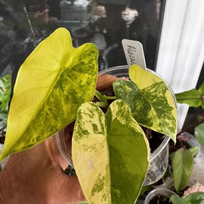 A rare houseplant from Carla's collection
