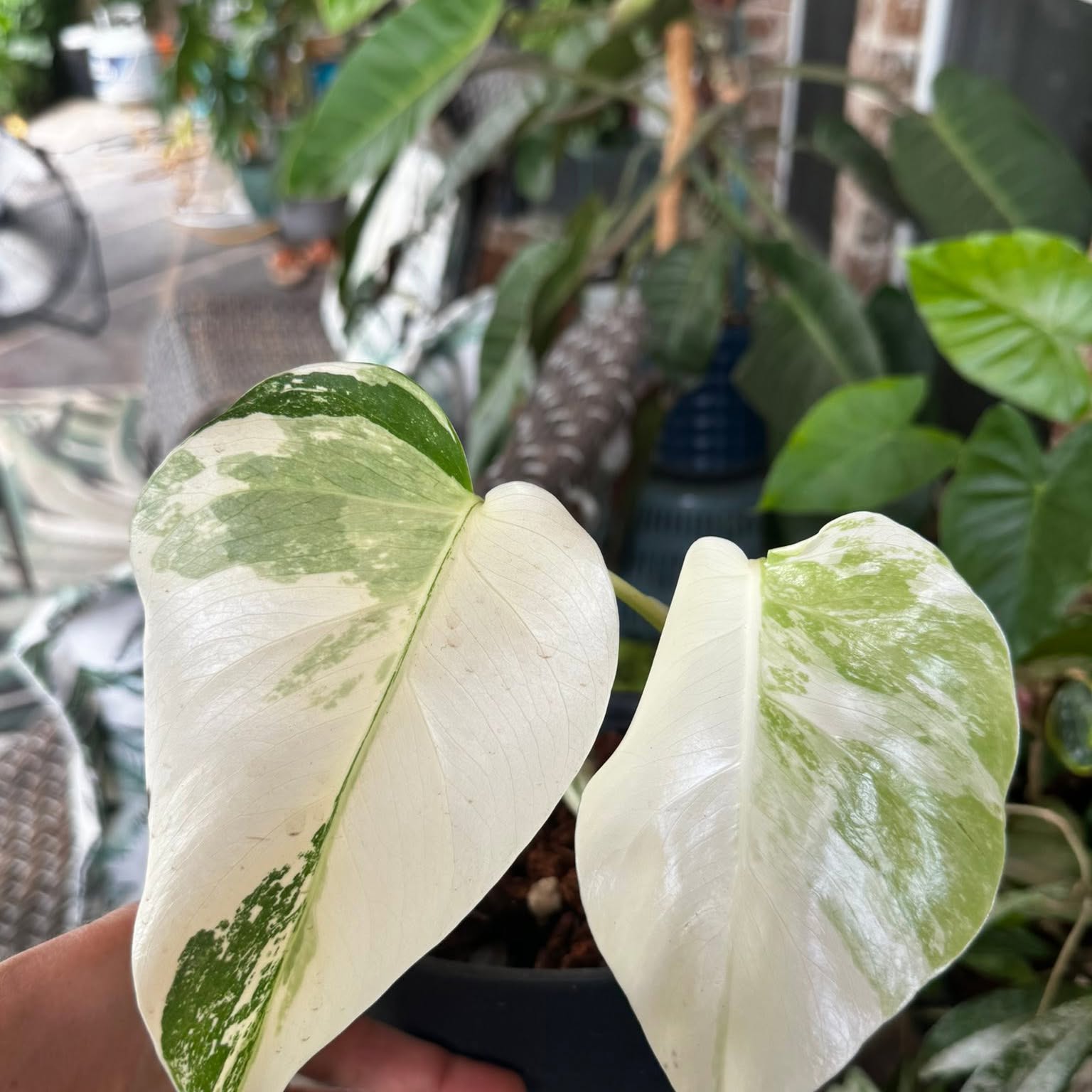 A rare houseplant from Carla's collection