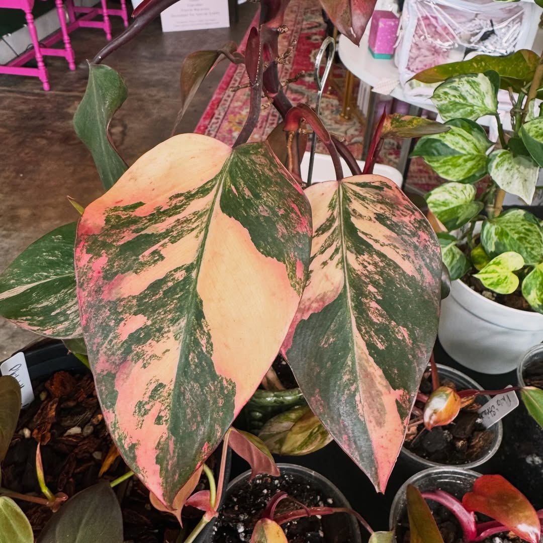 A rare houseplant from Carla's collection