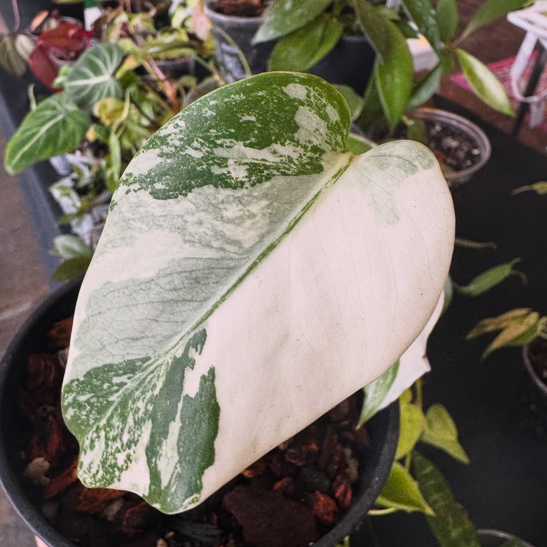 A large variegated philodendron leaf, half deep green and half cream
