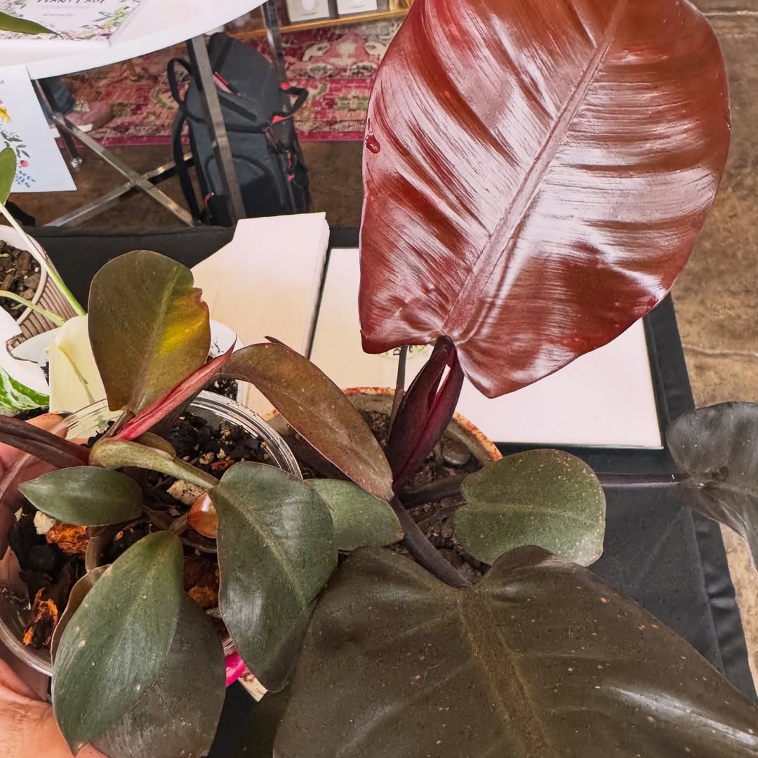 A rare houseplant from Carla's collection
