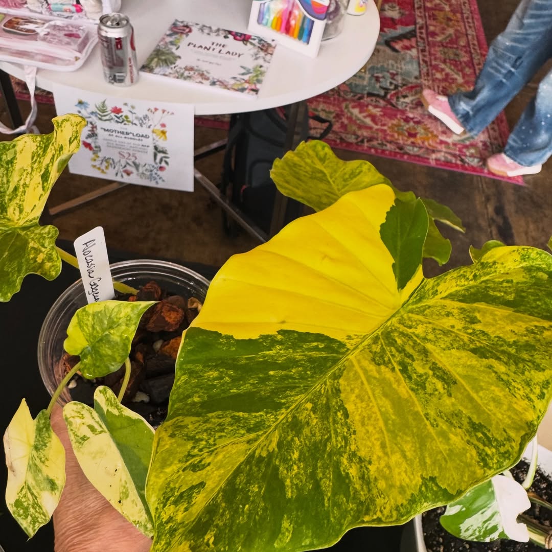 A rare houseplant from Carla's collection