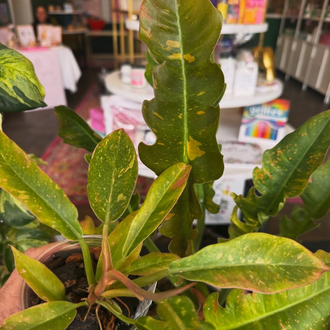 A rare houseplant from Carla's collection