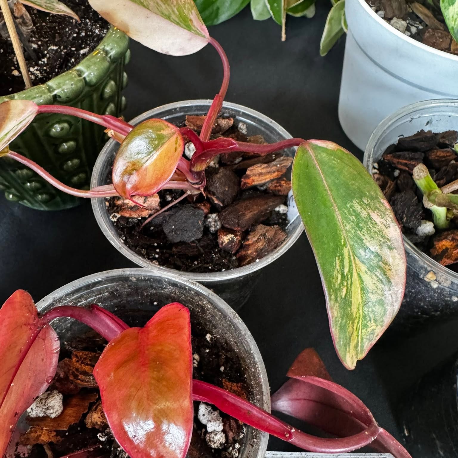 A rare houseplant from Carla's collection