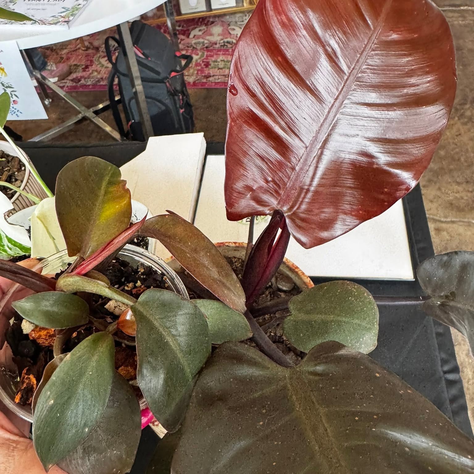 A rare houseplant from Carla's collection