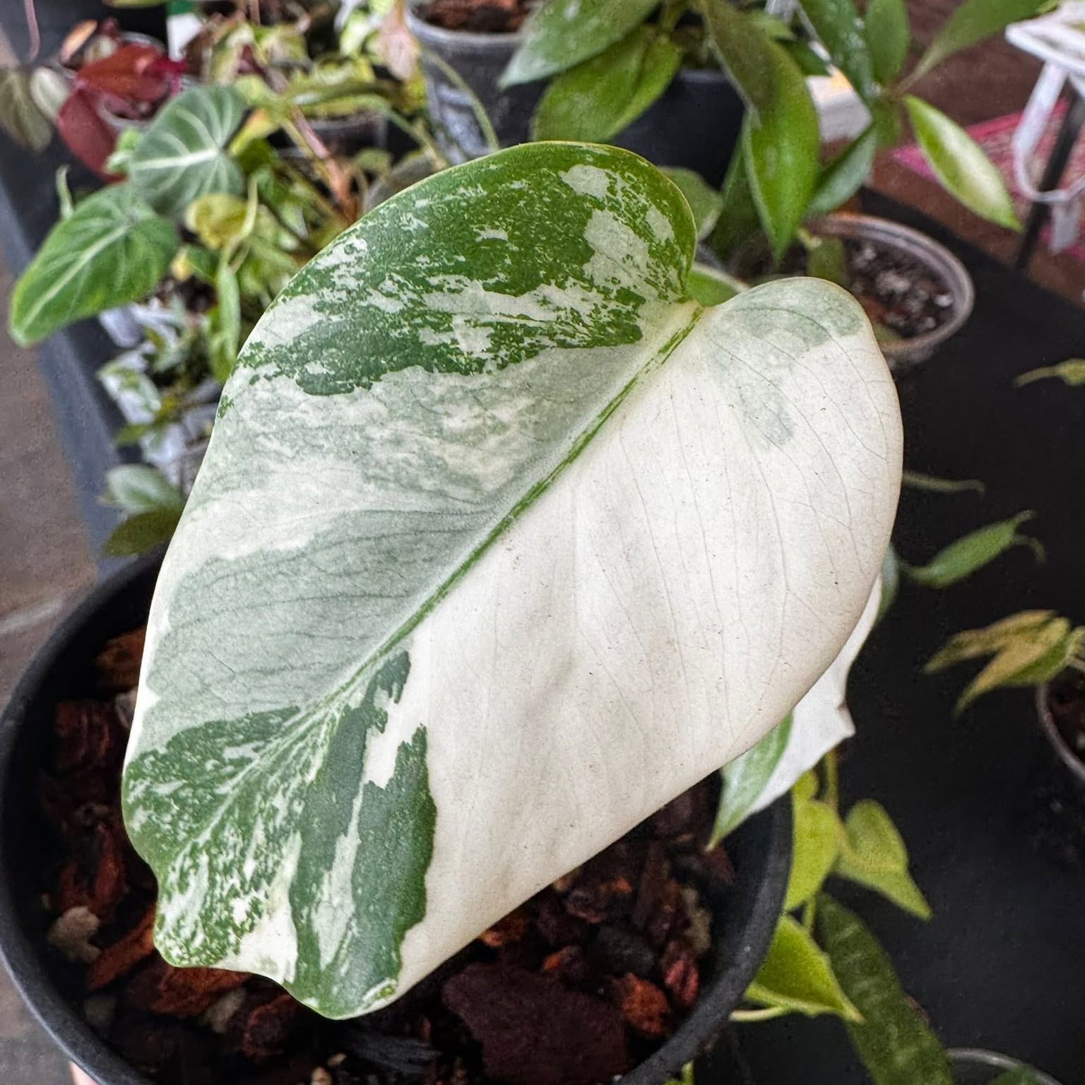 A rare houseplant from Carla's collection