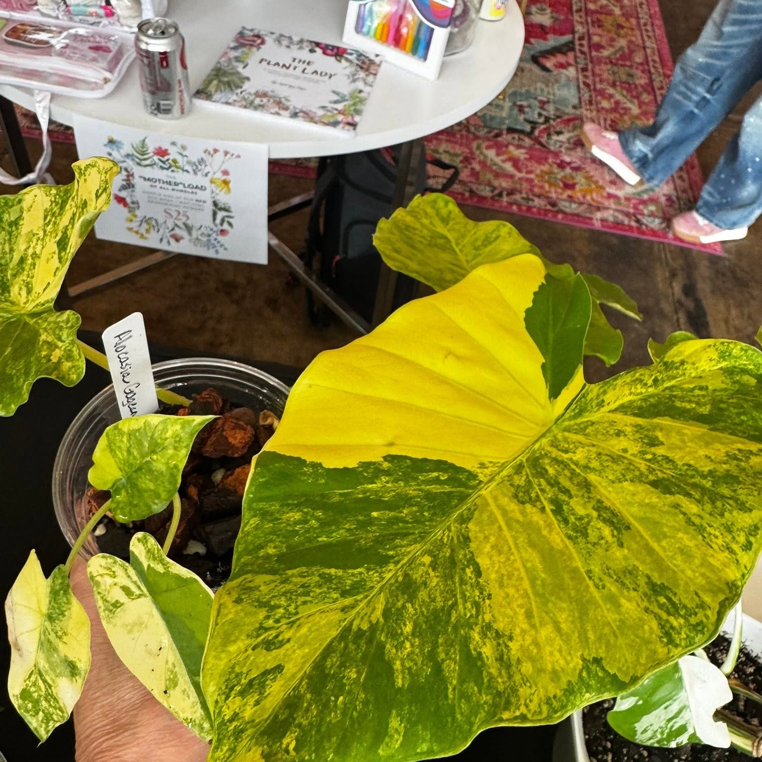 A rare houseplant from Carla's collection