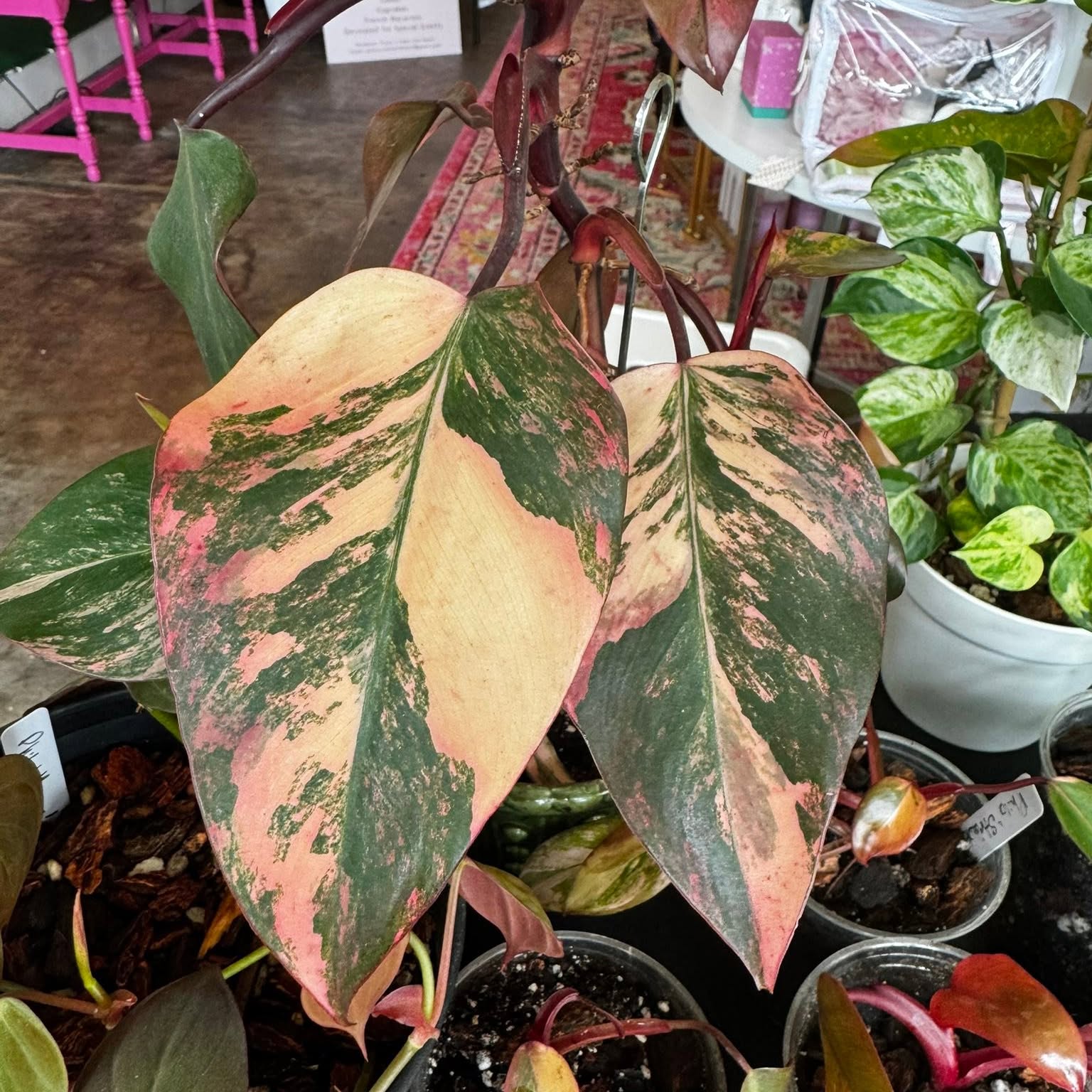 A rare houseplant from Carla's collection