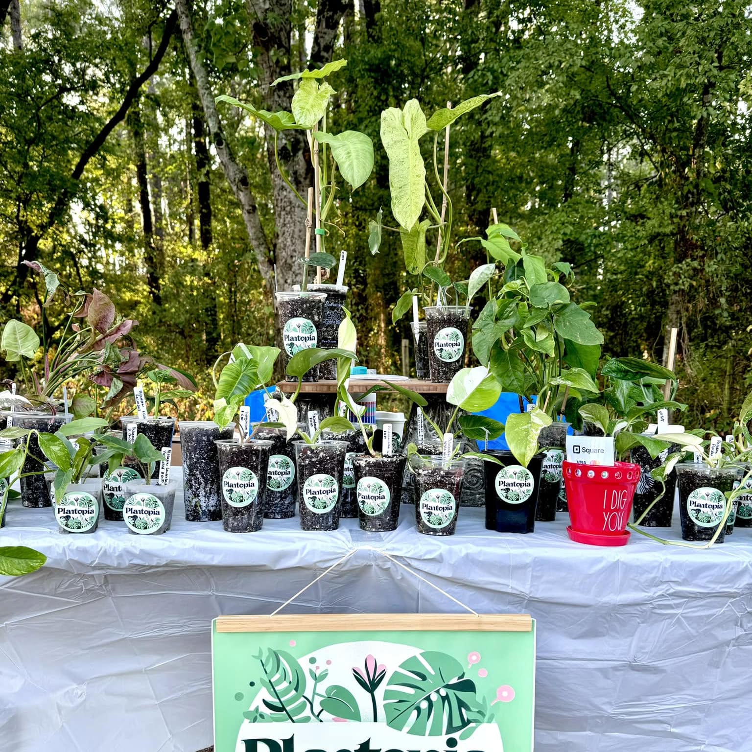 The Plantopia table set up at a market